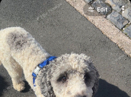 Bordoodle