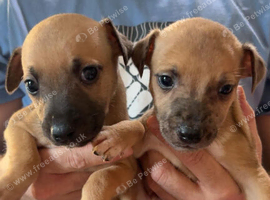 1 left fawn lurcher