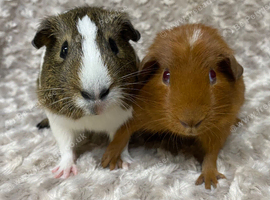Pair of Gorgeous Guinea Pigs. Available now!