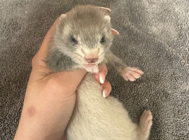 2 female Ferret kits