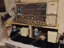 Finches + cages and others