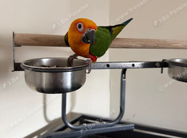 Jenaday conure