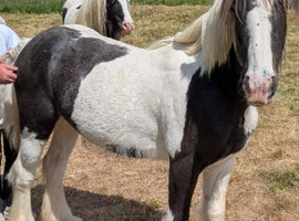 19 month old cob
