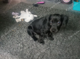 Red Chinese dog cross female
