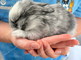 Beautiful Mini Lop Rabbits &ndash; 3 Weeks Old &ndash; &pound;60 Each &ndash; Ready to Reserve