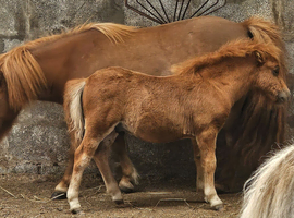 Chestnut Mushroom Miniature Shetland Colt