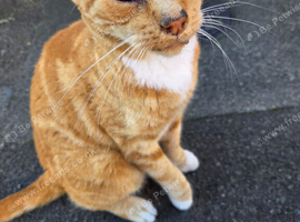 Urgent help - cat stuff needed