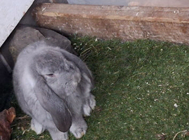 French lop bunnies