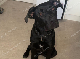 German Shepherd cross Cain corse / lab