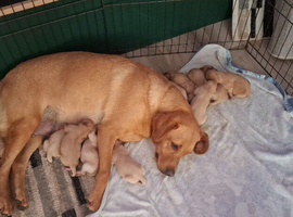 Stunning litter