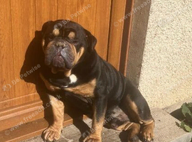 Super sweet English bulldog boy in need of a home
