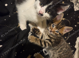 Beautiful female tabby kitten