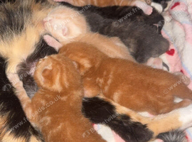 7 stunning kittens