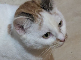 Calico cat