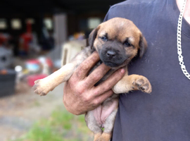 Border terrier pup's two dogs & two biches.