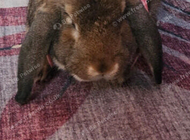 food included Giant French Lop x Neddie Auguti young BUCK entire male