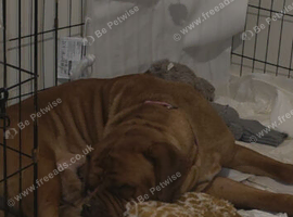Dogue de Botdoaux puppies