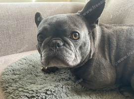 French bulldog pedigree blue marl small female
