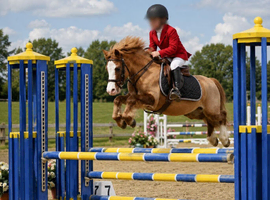 11.2hh chesnut gelding jumping pony