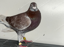 racing pigeon for sale