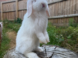 Mini lop buck