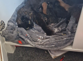 Mainecoon x Scottishfold