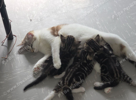 2 lovely tabby kittens to sell.