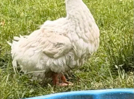 I have for sale show quality sebastopol geese
