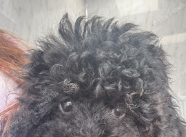 Handsome toy Cavapoo boy please read all the advert before contacting