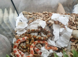 7 cornsnakes