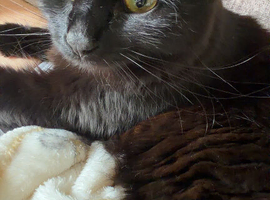 Cat for sale