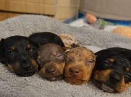 Chiweenie puppies