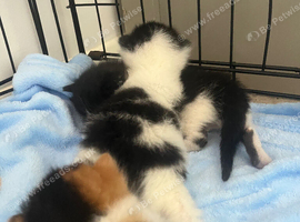Black and white ragdoll mix kittens &pound;55