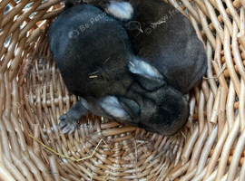 Gorgeous mini lop babies