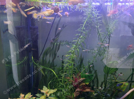 Guppies for sale.