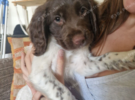 2 boys available