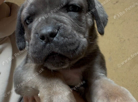 4 stunning cane Corso puppies