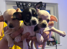 Stunning cutie chihuahua puppies