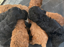 5 Beautiful Adorable Little Boy Cockapoos