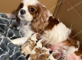 GORGEOUS CAVALIER KING CHARLES SPANIEL PUPPIES