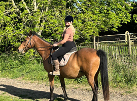 For share.16.3hh TB gelding 1/2 days per week