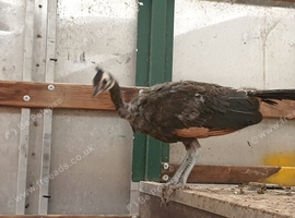 2026 java green cockbird