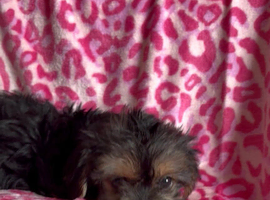 Beautiful Yorkshire Terrier Puppies