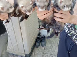 Ferret hob kits