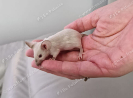Baby Siamese mice for sale 6wls old