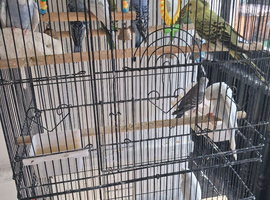 budgie for sale