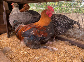 FoC 15 Week French Copper Maran