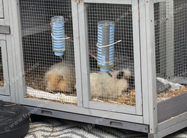 2 male young guineas need home