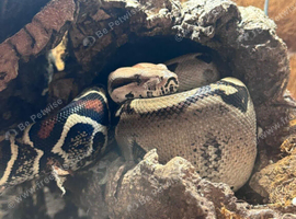 black and white boa