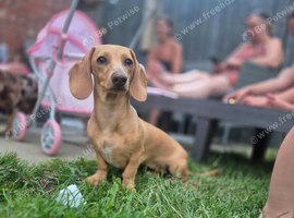 Miniature dachshund 8 months old